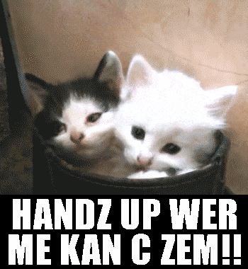 surrender cat GIF that is hilarious kittens online casino real money